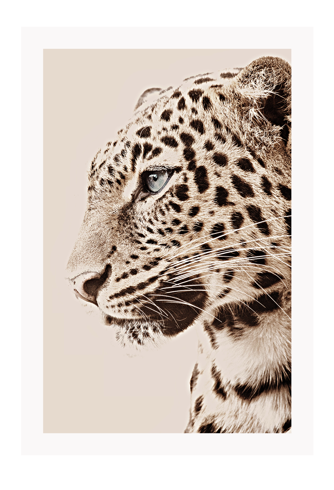 Tiger portrait leopard spots whiskers eyes black tan and neutral colours animal modern