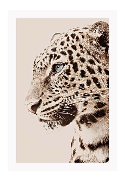 Tiger portrait leopard spots whiskers eyes black tan and neutral colours animal modern