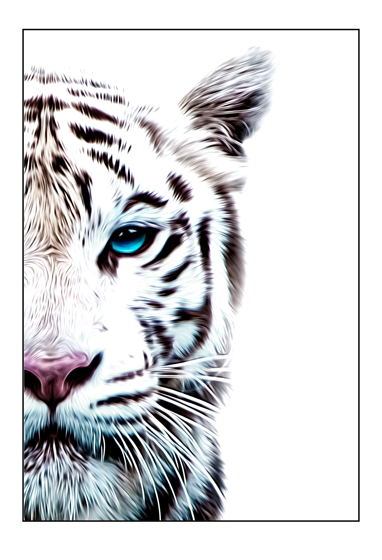 Half face of tiger photograph on white background blue eye furry pink nose