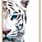 Half face of tiger photograph on white background blue eye furry pink nose