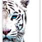 Half face of tiger photograph on white background blue eye furry pink nose