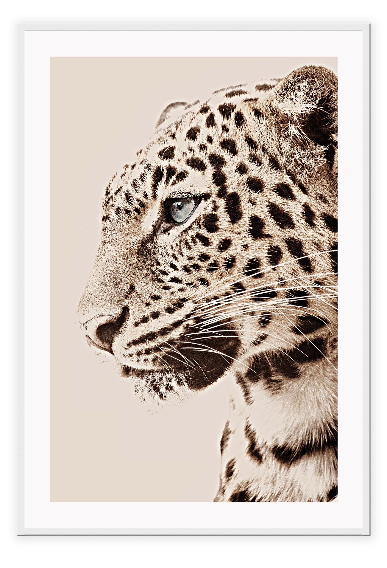 Tiger portrait leopard spots whiskers eyes black tan and neutral colours animal modern