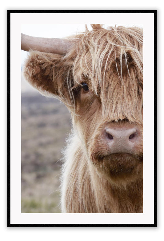 Brown fluffy cow with horns in nature print boho natural portrait of animal 