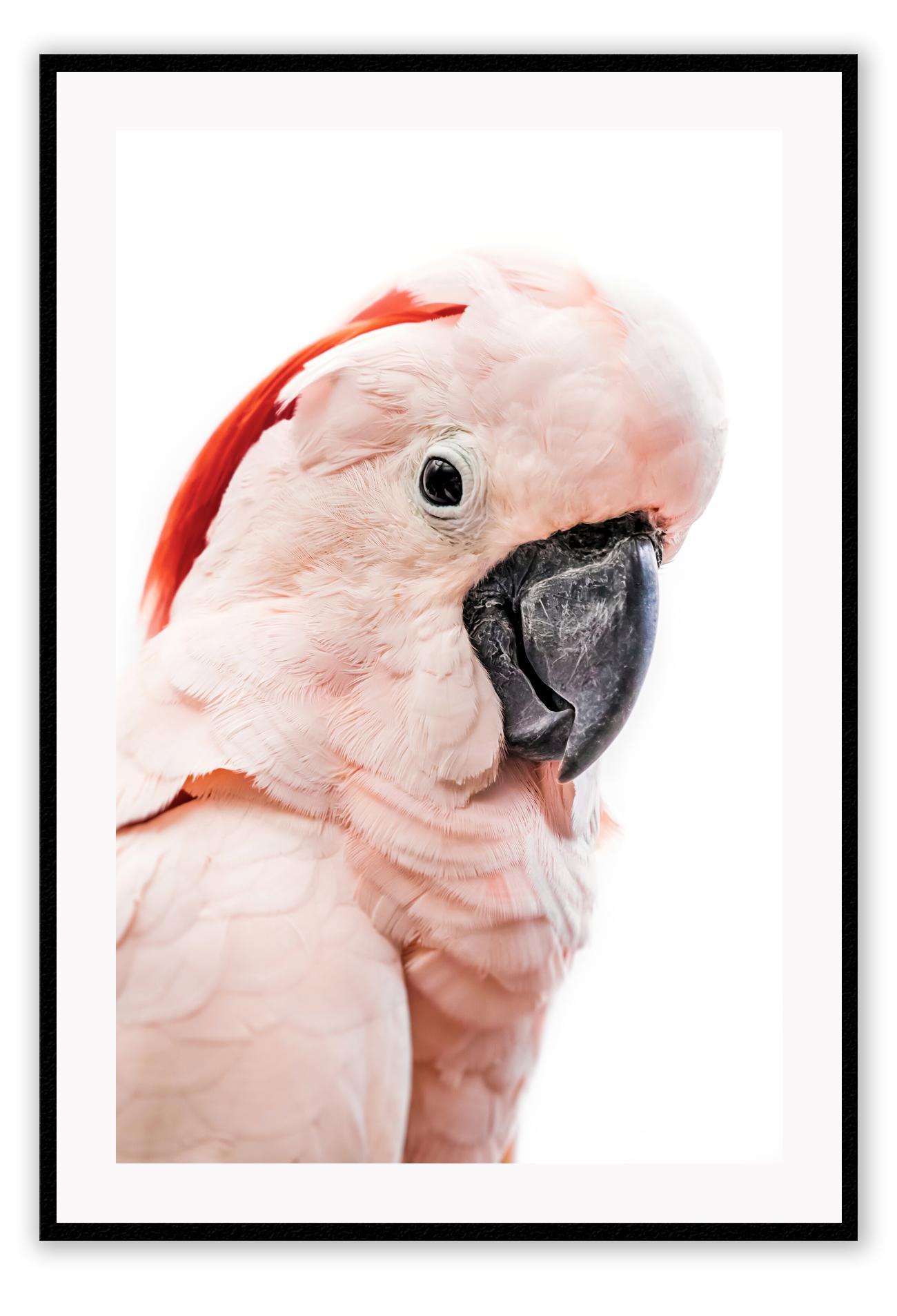 Pink lorokeet bird with black beak and white background, feathers and texture with pastel tones 