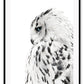 Animal photography print with black and white coloured owl spotty feathers on white background profile view 