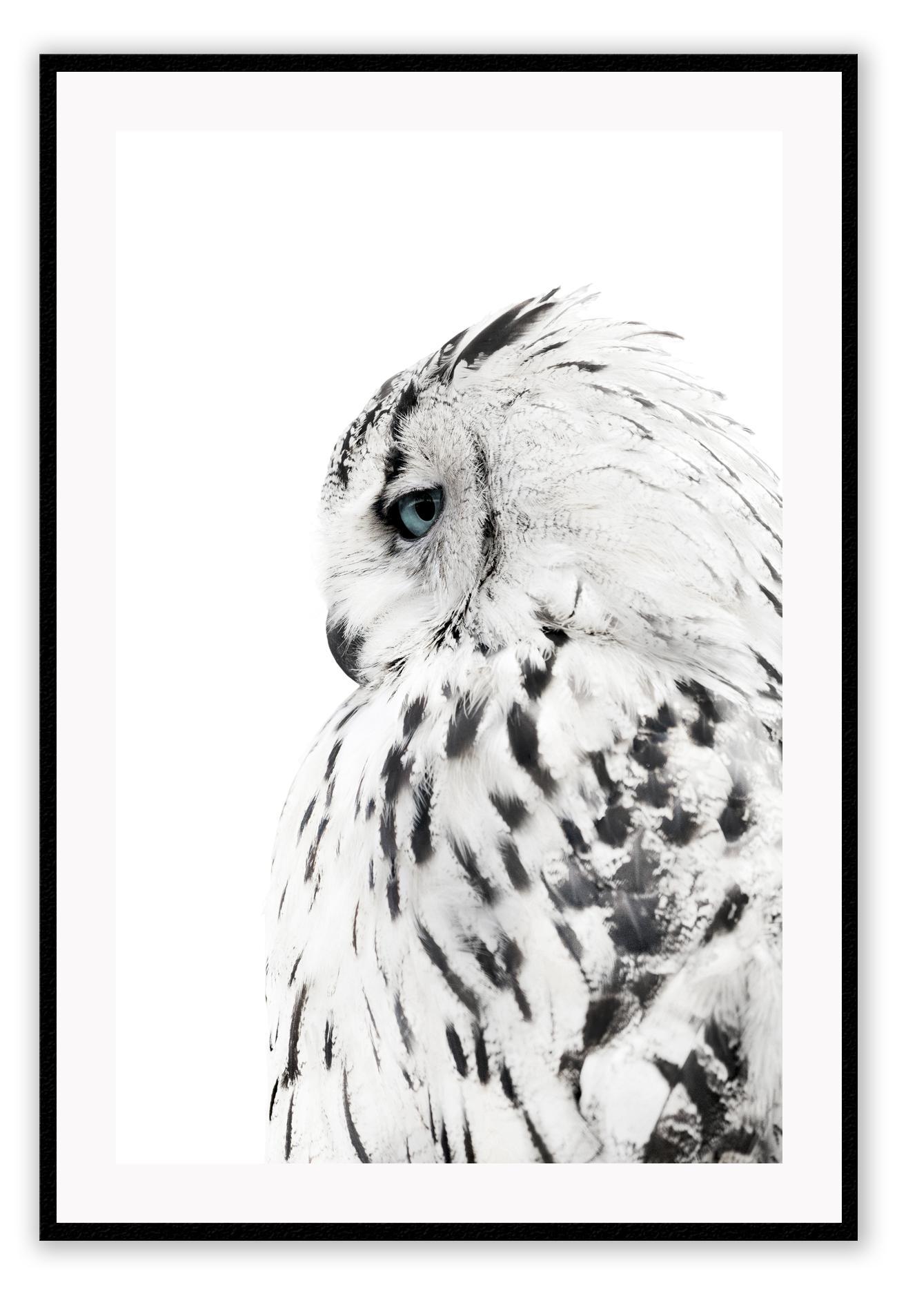 Animal photography print with black and white coloured owl spotty feathers on white background profile view 