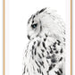 Animal photography print with black and white coloured owl spotty feathers on white background profile view 