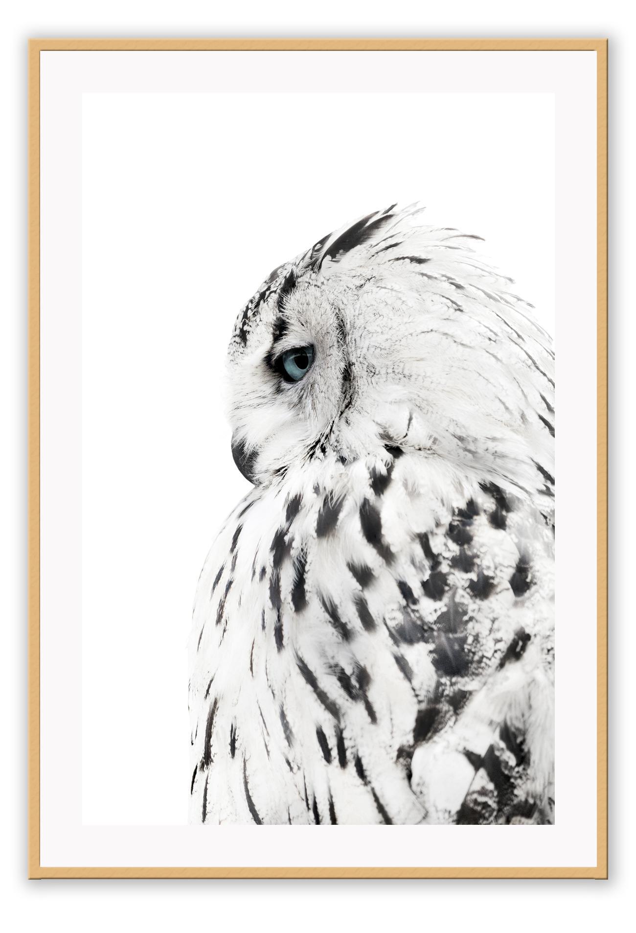 Animal photography print with black and white coloured owl spotty feathers on white background profile view 