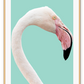 Animal print with profile of pink flamingo with white feathers on teal background