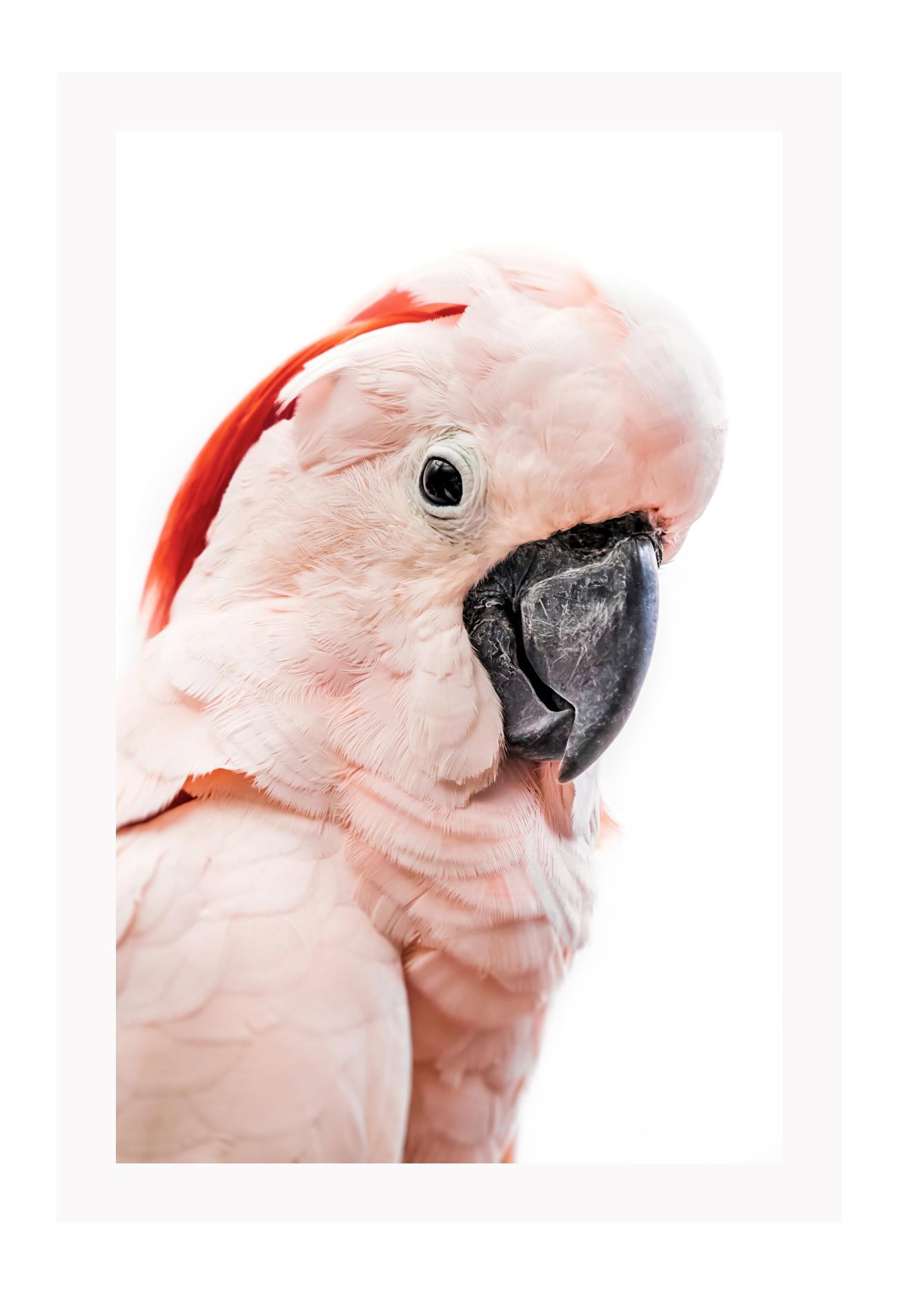 Pink lorokeet bird with black beak and white background, feathers and texture with pastel tones 