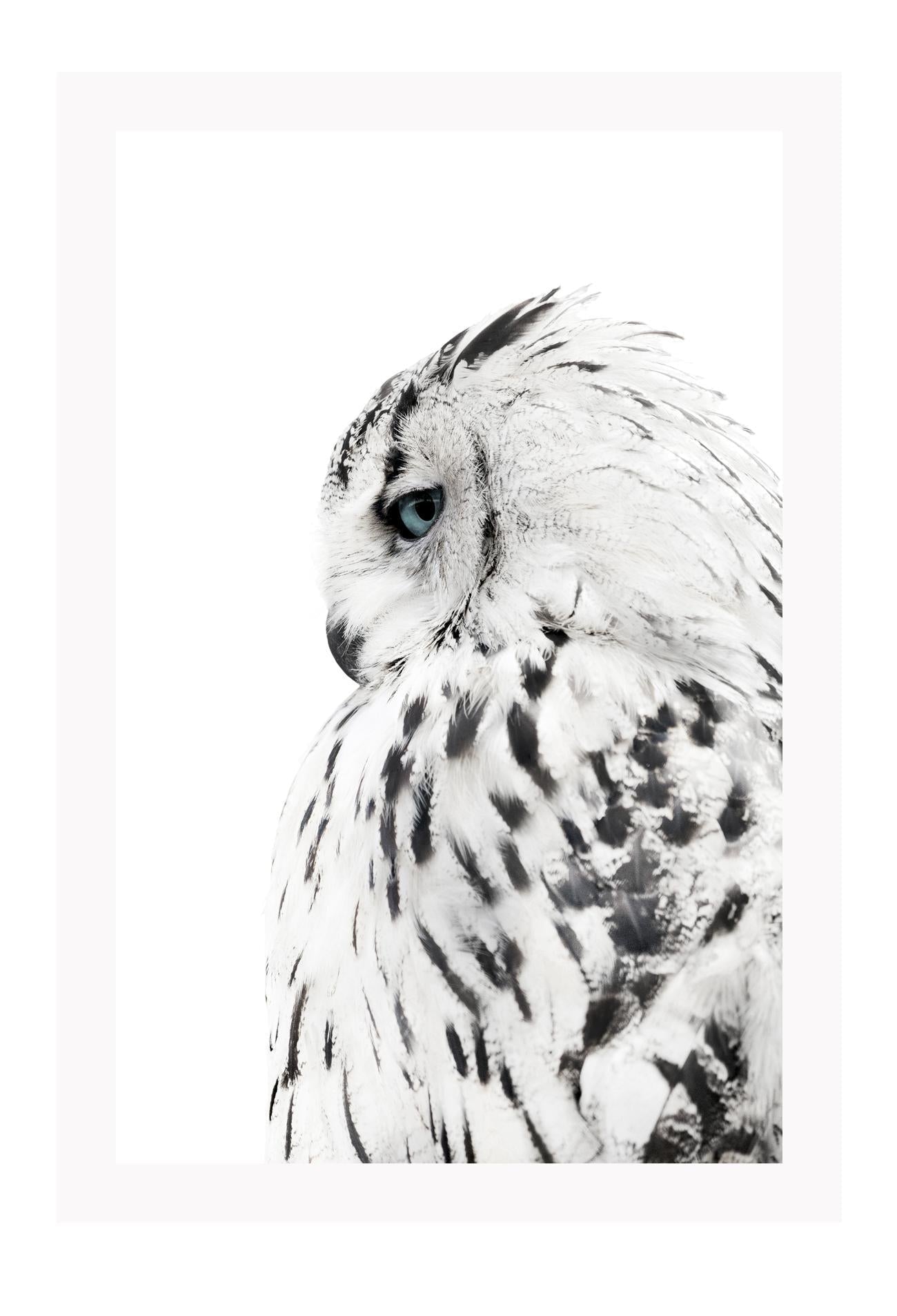 Animal photography print with black and white coloured owl spotty feathers on white background profile view 